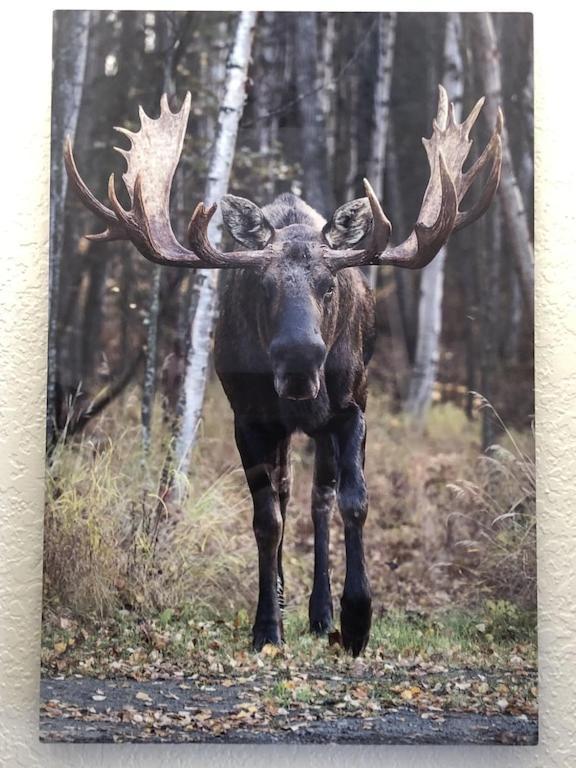 Apartamento The Moose Crossing Anchorage Exterior foto